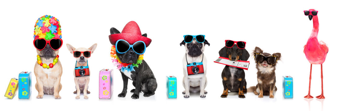 row of dogs on summer vacation