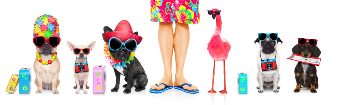 row of dogs on summer vacation
