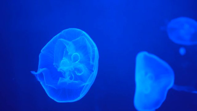 Blue jellyfish on a blue background Aquarium of Thailand