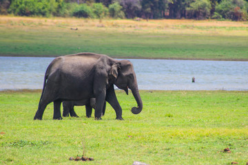 Indian Elephant Sri Lanka