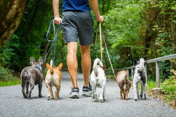 Foto auf Acrylglas Lustiger Hund Hunde mit Leine und Halter bereit für einen Spaziergang