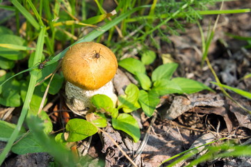 The ant is sitting on the edible fungus of the orange-cap boletus (Leccinum aurantiacum)  among green grass on a sunny day.