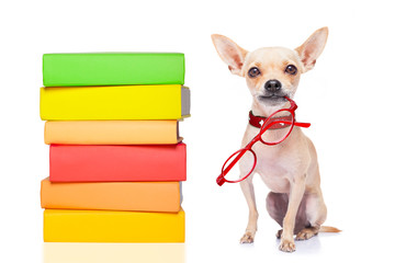 smart dog and books