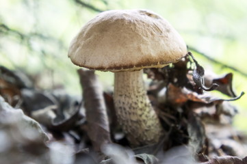 Edible mushroom brown cap boletus are among the dry foliage.