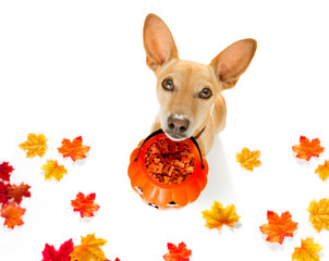 halloween  ghost  dog trick or treat