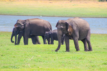 Indian Elephant Sri Lanka