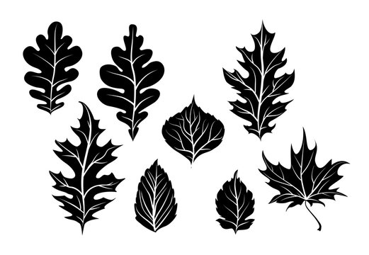 Nature leaves silhouette