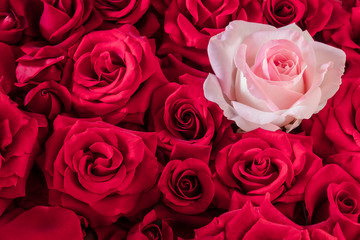 One gentle pink rose in a large bouquet of bright roses. floral background of red and pink roses. Floral wallpaper. space for text One gentle pink rose in a large bouquet of bright red roses.