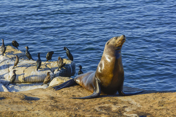 Wild Life at Pacific Ocean 