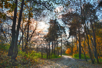Fototapeta premium Beautiful autumn landscape in the park