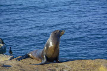 Wild Life at Pacific Ocean 