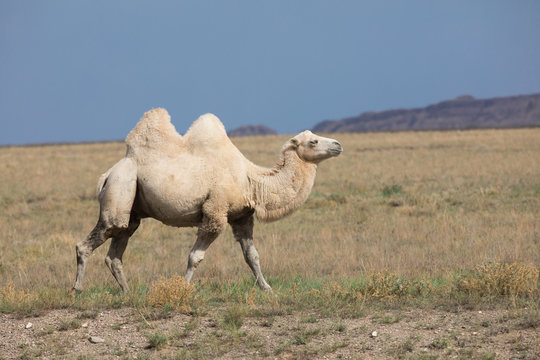 Two-humped Camel, Bactrian in nature, Kazakhstan