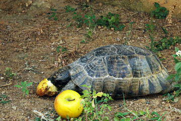 turtle eating Apple, close-up