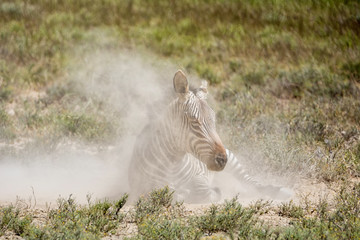 Obraz na płótnie Canvas Zebra Dustbath