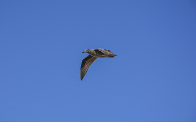 Seagull flying fast 