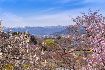 Cherry-blossom trees (Sakura) and many kinds of flowers in Hanamiyama park and Fukushima cityscape, in Fukushima, Tohoku area, Japan. The park is very famous Sakura view spot