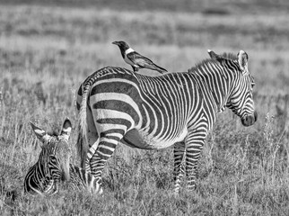 Fototapeta na wymiar Cape Mountain Zebra With Pied Crow