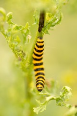 Jakobskrautbär, Blutbär, Karminbär (Tyria jacobaeae), Raupe frisst auf Jakobs-Greiskraut, Jakobs-Kreuzkraut, Jakobskraut (Senecio jacobaea), White Cliffs of Dover, England, Großbritannien, Europa 
