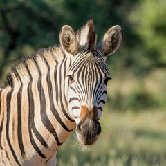 Fototapeta na wymiar Burchell's Zebra Portrait