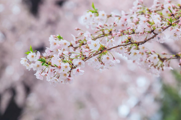 Obraz premium Cherry blossom, Sakura flower close up in spring season at Yokohama, Japan