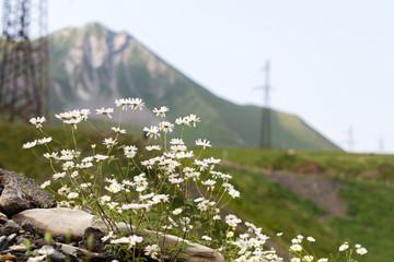Causasian mountains in georgia