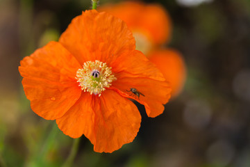 Mountain flower in caucasian region on stone land