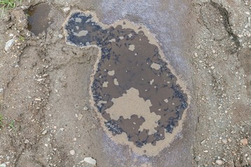 Kaulquappen in einer dreckigen Wasserpfütze 