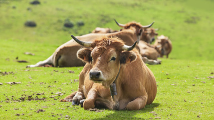 Naklejka na ściany i meble Vacas en las montañas del Sueve, Asturias