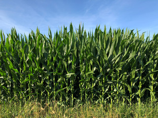 View of a corn field growing up