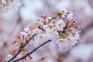 Cherry blossom, Sakura flower close up in spring season at Yokohama, Japan