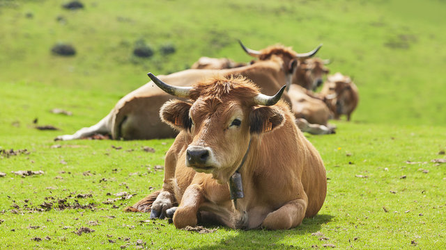 Vacas en las montañas del Sueve, Asturias