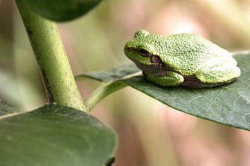 Cope’s Gray Treefrog (Hyla chrysoscelis) in Guthrie Center, Iowa's Riverside Park