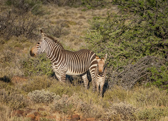 Fototapeta na wymiar Zebra Mother And Foal
