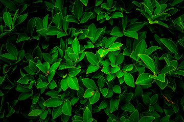 Natural green leaves, background,wallpaper and texture