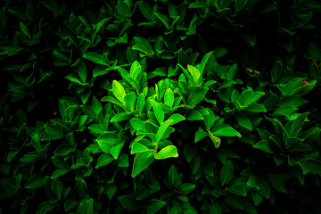 Fototapeta na wymiar Natural green leaves, background,wallpaper and texture