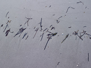 Laesoe / Denmark: Washed ashore eelgrass looking like abstract line art on the beach at Bloeden Hale