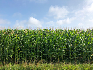 View of a corn field growing up