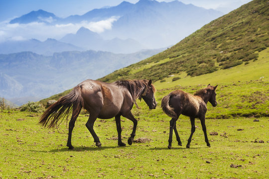Caballos raza asturc&oacute;n en el Sueve, Asturias