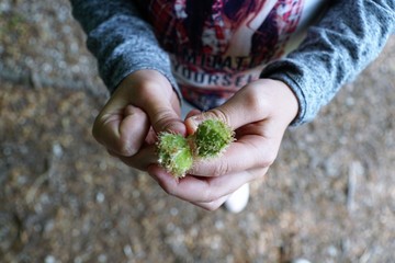 kinderhände mit einer Nuss Pflanze im Sommer