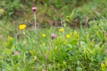 Blumenwiese im Naturpark Riedingtal Zederhaus, Österreich