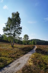 Fototapeta premium Weg durch die Heide | Fischbeker Heide in Hamburg