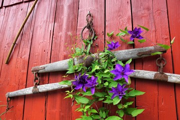 Garten arbeitsgeräte an einer Wand hängend
