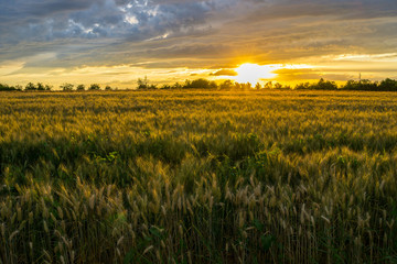Germany, Warm orange sunset light on wheat fields