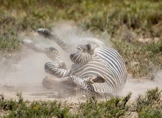 Obraz na płótnie Canvas Zebra Dustbath