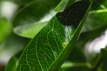 Green leaves grow in rainy season.