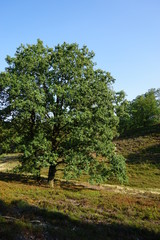 Obraz premium Heide - Landschaft | Fischbeker Heide in Hamburg