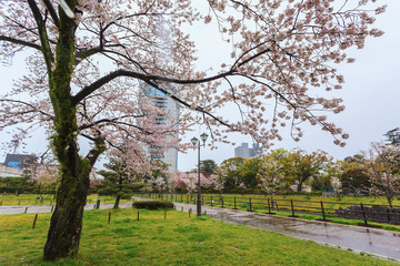 Spring season with sakura cherry blossom during raining in Sumpu castle at Shizuoka prefecture, Japan