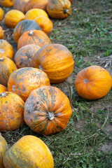 Erntezeit-Kürbisse auf dem Acker aufgereiht