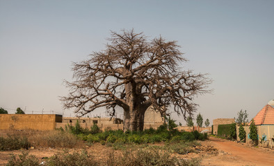 Leafless baobab tree, Adansonia digitata, in the suburb of Ouagadougou, Burkina Faso
