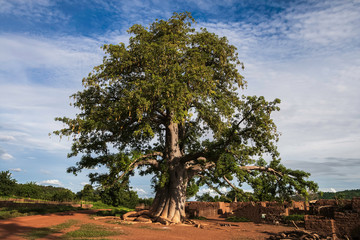 Giant baboab tree, adansonia digitata, in a gurunis village in the southwest of Burkina Faso, West...